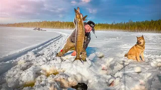 ЩУКА ВЗБЕСИЛАСЬ. НЕБЫВАЛАЯ РЫБАЛКА НА ЖЕРЛИЦЫ. РЫБА КЛЮЁТ НЕПРЕРЫВНО. ВЗЯЛ ТРОФЕЙНЫХ ЩУК