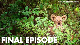 KRUGER NATIONAL PARK 2022  | DAY 5-6 | LIONESS WITH CUBS, LEOPARD ON A KILL, RHINOS & LIL CREATURES