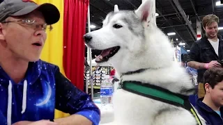 Husky Tries to Start a Howl | Novi Pet Expo Day 3