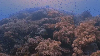Tubbataha Reef, Apr 2023 - 4K
