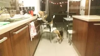 Perro Beagle Inteligente