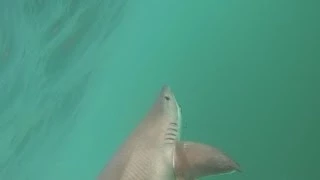 Hooked up to a shark kayak fishing | filmed on GoPro