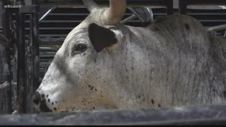 How Colonial Life Arena turned into a professional bull riding arena