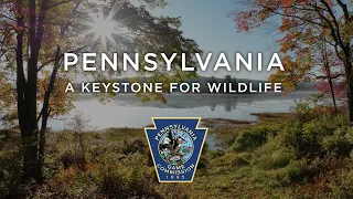 Pennsylvania: A Keystone for Wildlife