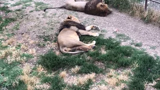 Сонное царство опасных братьев! Тайган