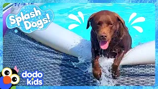 Goofy Dog Keeps Spilling All The Pool Water! | Dodo Kids | Splash Dogs