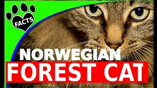 Top 10 Fact About Norwegian Forest Cats 101