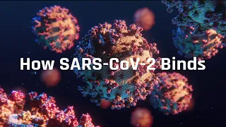 COVID-19: How SARS-CoV-2 binds