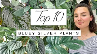 TOP 10 Silvery Blue Plants 💙 My Favourite Amazing Blue House Plants