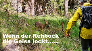 Rehbock lockt Geiss