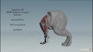 Houdini 19.5 NewTissue solver test