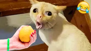 1 Hour Of Funniest Animals 😅 New Funny Cats and Dogs Videos 😸🐶 Part 2