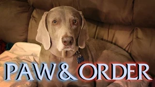 Paw and Order: Dog Poops in the House