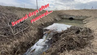 Beaver dam removal || Several days after removal...