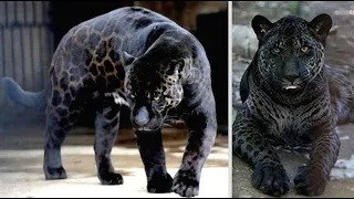 8 Most Amazing Hybrid Animals Created by Scientists You Won't Believe Exist !