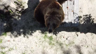 Ах как же хочется медведю разглядеть дрон )