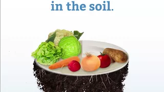 Food security and nutrition rely on healthy soils