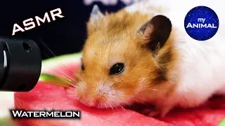 Hamster Eating Watermelon ASMR 🐹19 | Animal ASMR