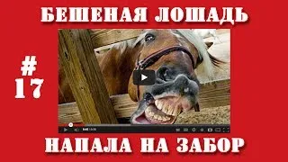 Видео приколы | #17 | Бешеная лошадь напала на забор.
