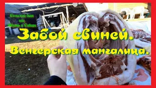 ЗАБОЙ СВИНЕЙ. ВЕНГЕРСКАЯ МАНГАЛИЦА