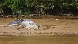 Monster Croc of Kinabatangan river