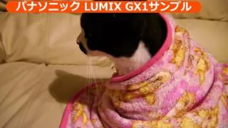 パナソニック LUMIX DMC-GX1　サンプル動画