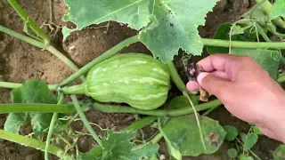 ABÓBORA MARANHÃO SERGIPANA PRODUZINDO MUITO!