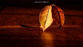 Chopin - Prelude Op. 28 N. 4 (arr.) | Classical is Magical