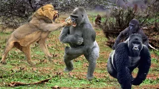 King Lions attack Gorillas, Herd Gorilla panic carry Baby on his back run away