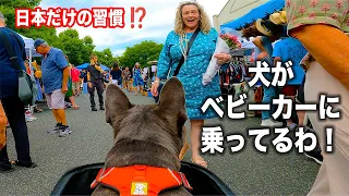 【海外の反応】ベビーカーに乗る犬とフリマへ行った時の外国人の反応