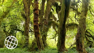 Olympic National Park, Washington, USA  [Amazing Places 4K]