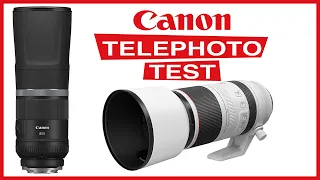 Canon telephoto LENS TEST - RF 800mm f11 IS STM and  100-500mm f4.5-7.1 L IS USM