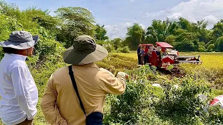 The Incredible Rice Harvest: 60 Cavans sa 1/4 Hectare lang?