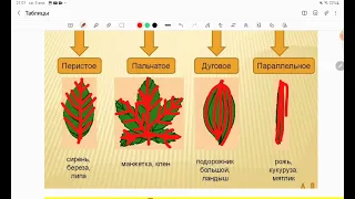 Листья и вся база о них