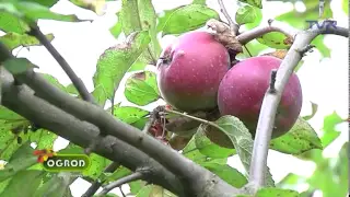 Ogród bez tajemnic ,, Stare odmiany jabłoni w Bolestraszycach''