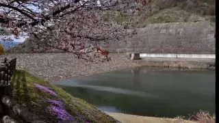 This  melody 　PAUL MAURIAT　/　Kurotani  dam　 April