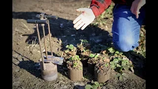 How to quickly transplant strawberries | DIY planter