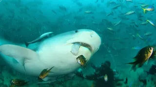 Tiger Shark sneaks up from the behind