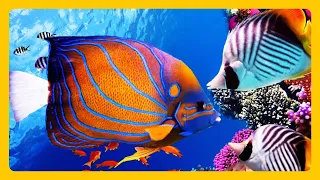 Stunning Aquarium & Relaxing Music For Relax Meditation RELAXING MUSIC HD 1080P Screensaver