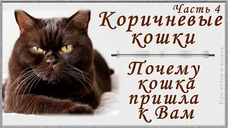 Как окрас шерсти кошки влияет на Вашу жизнь. Почему кошка пришла к Вам  Коричневые кошки. Часть 4