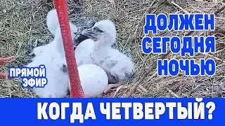 ЖДЕМ ЧЕТВЕРТОГО  АИСТЕНКА.  ЭФИР ИЗ ГНЕЗДА 20 -21 мая  2021