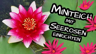 Miniteich anlegen 🌻 🌼 Seerosen einpflanzen