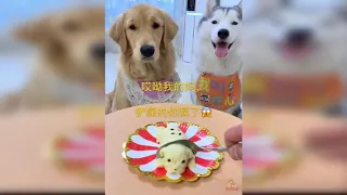 Реакции собак😹😹😹-Dog Reaction to Cutting  cake-Funny Dog Cake Reaction Compilation.