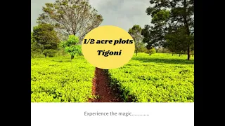 1/2 acre plots, Tigoni