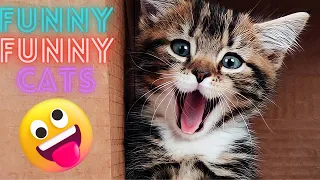 2 HOUR BEST FUNNY CATS COMPILATION 2023 😂| The Best Funny And Cute Cat Videos 5 !😸 😸