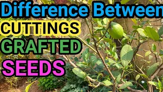 Grafted vs Seedlings Grown fruit tree ! Difference Between Cuttings, Grafting & Seeds Grown Lemon