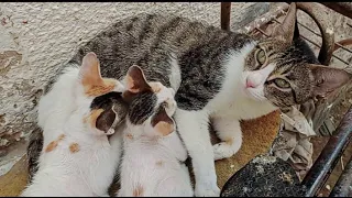 A very patient mother cat nursing their 2 crazy active kittens on the road