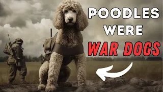 Poodle Facts: 10 Interesting Things You Didn't Know