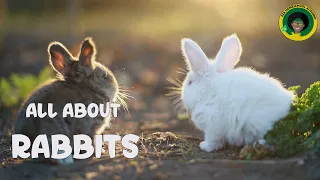 Rabbit Life Cycle | All about Rabbits