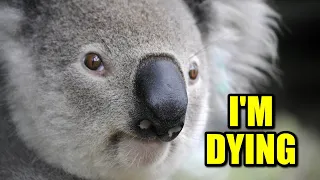 Koalas Are Now Endangered. Who’s to Blame?